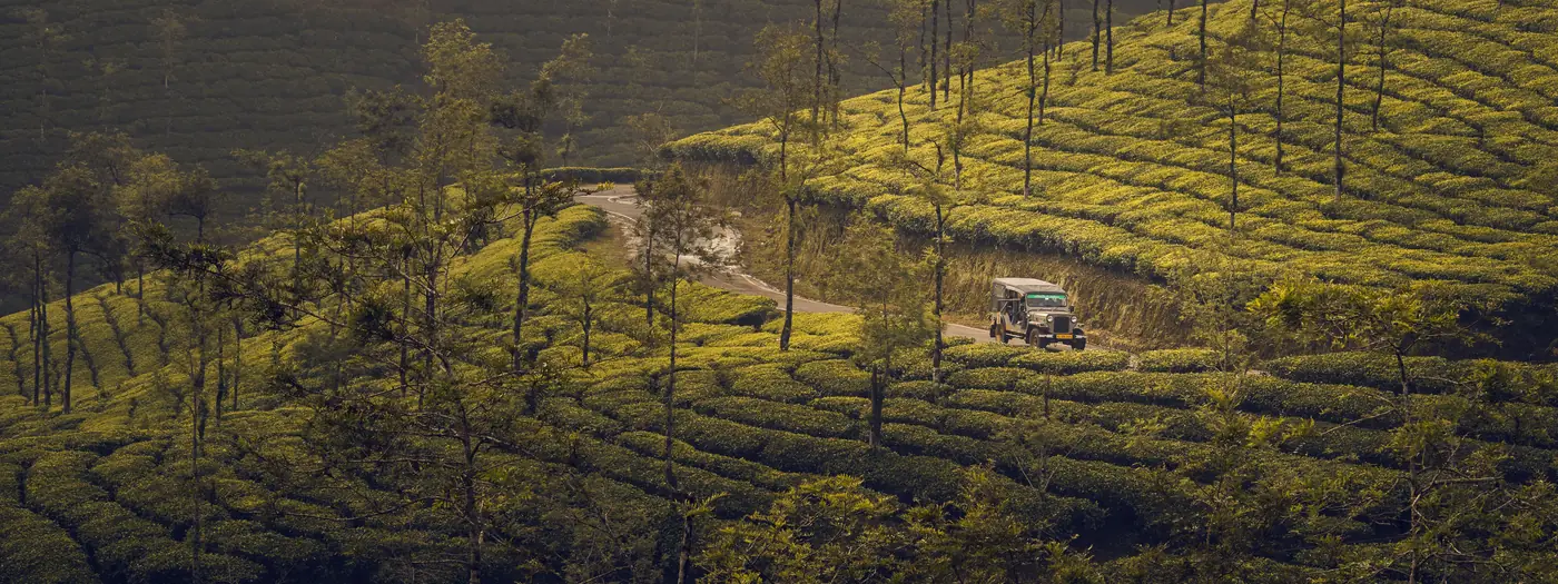 Heart of Kerala — Munnar, Thekkady & the backwaters