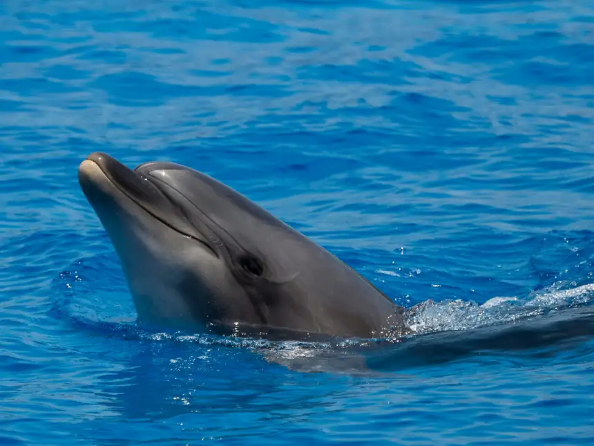 Dolphin watching